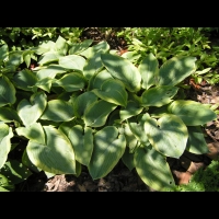 Hosta Ventricosa (var Aureo-Maculata) (fam Liliacees) (10)